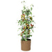 Cultivator de roșii Naturo ECO Ø 39 x 139 cm WPC - WALTI WALTI