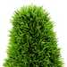 Planta artificială pin sculptat topiar ghiveci 24x90 cm verde - WALTI WALTI