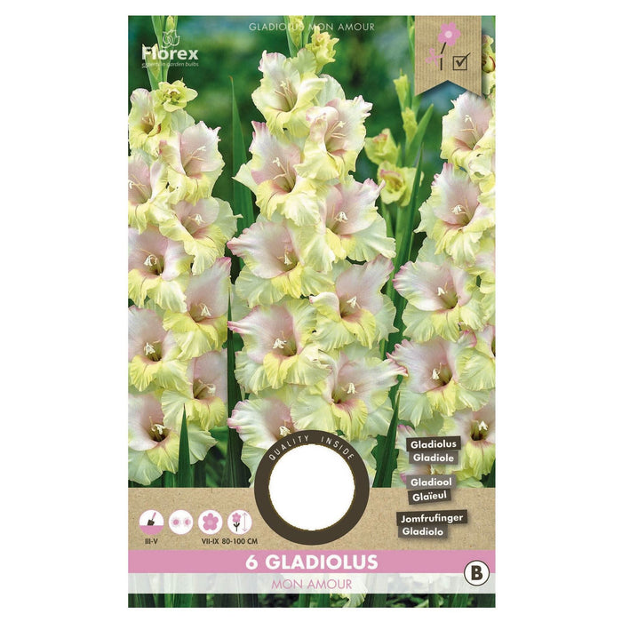 Bulbi gladiole Mon Amour, galbene (6 buc) WALTI