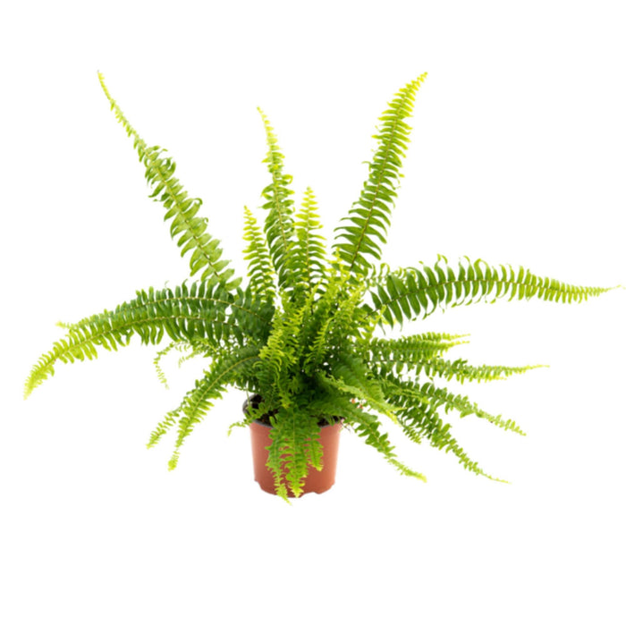 Planta verde exterior Feriga, H - 35 cm, Ø ghiveci 12 cm WALTI