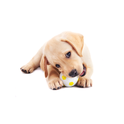 petshop-img.png__PID:f2883290-a34d-4540-bc9f-2e41401e7cdb WALTI